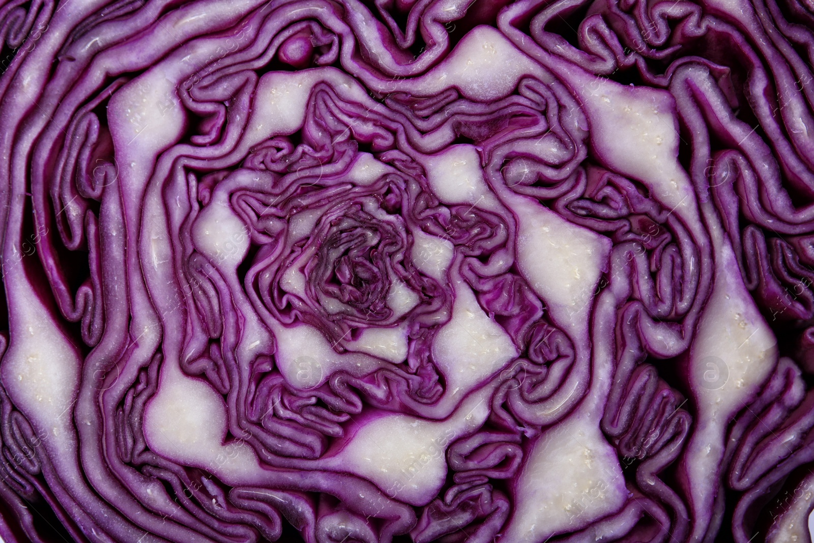 Photo of Texture of cut red cabbage as background, closeup