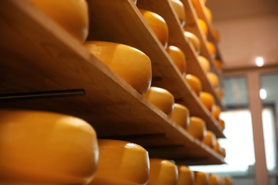 Photo of Fresh cheese heads on rack in factory warehouse