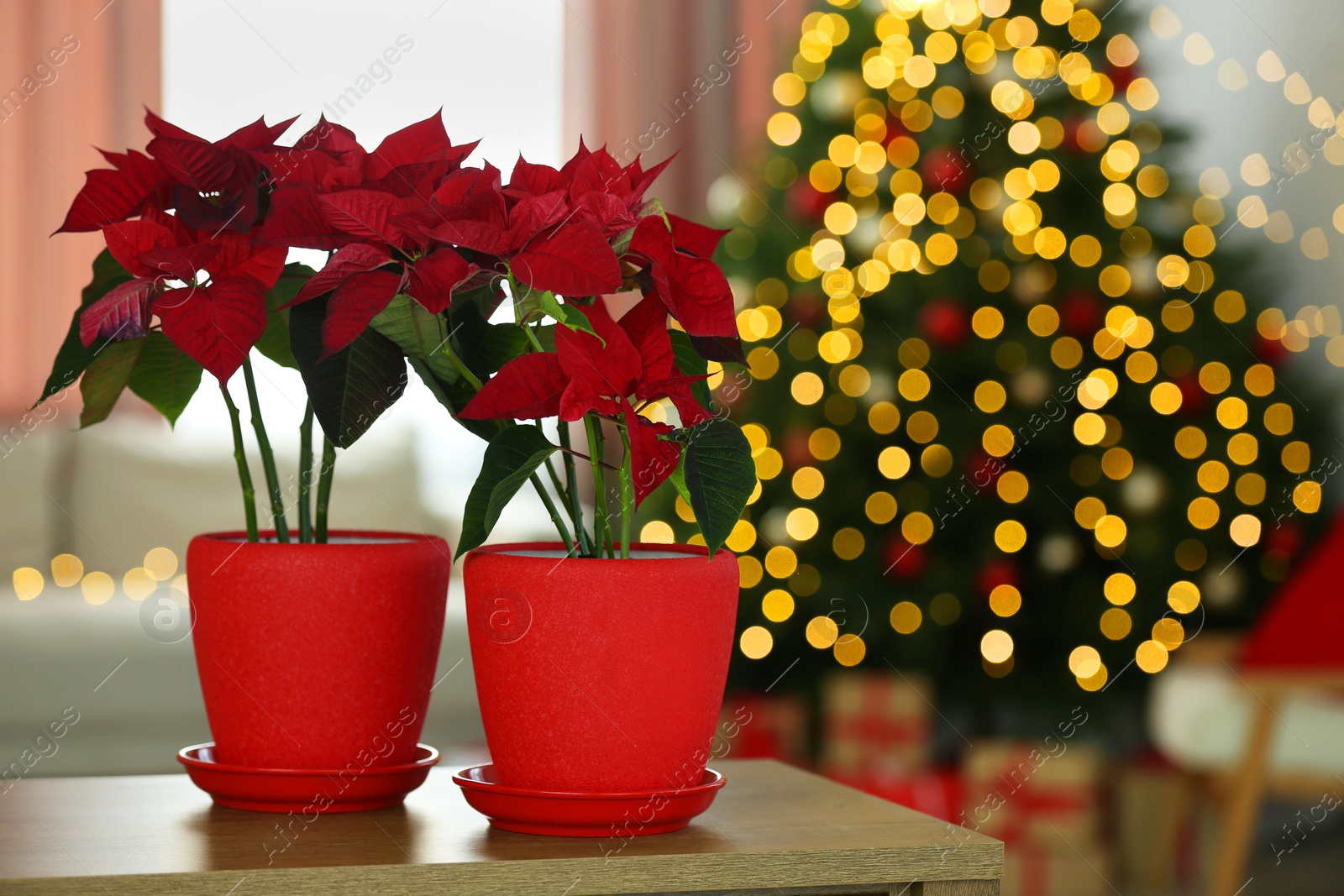 Photo of Potted poinsettias on wooden table in decorated room, space for text. Christmas traditional flower