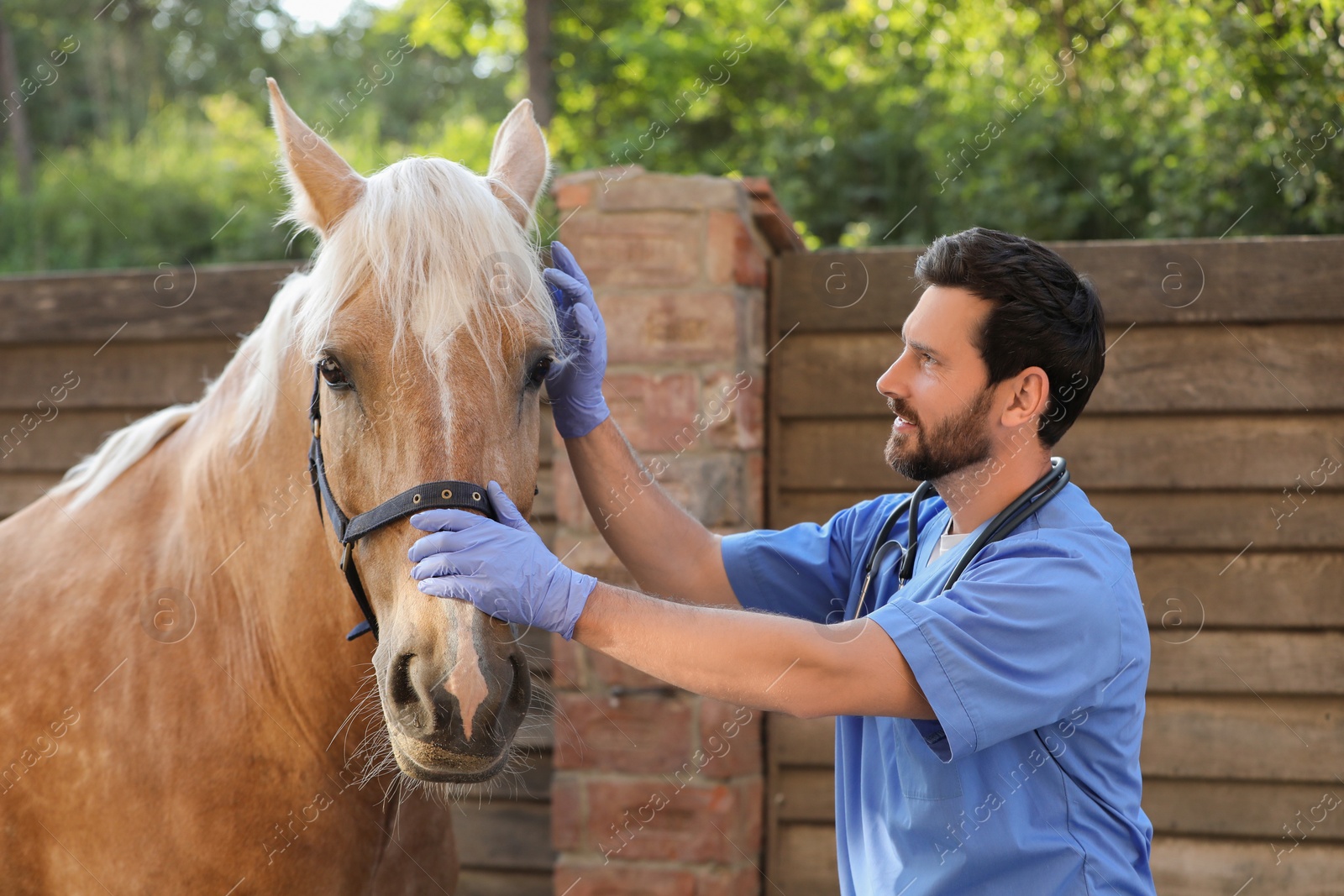 Photo of Veterinarian with adorable horse outdoors. Pet care