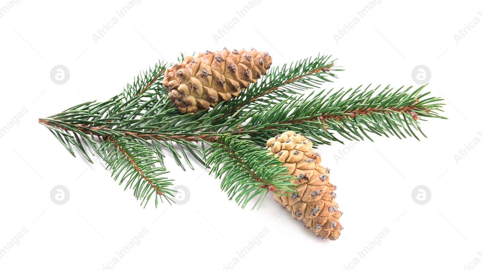 Photo of Fir tree branch with pinecones isolated on white