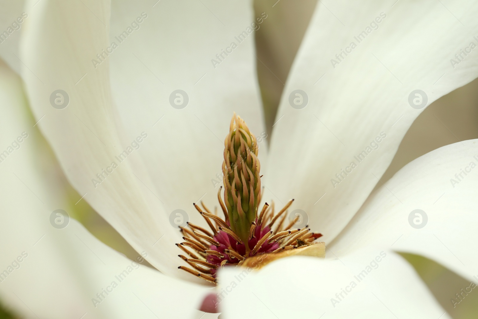 Photo of Beautiful tender white magnolia flower, closeup view