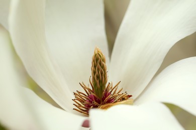 Photo of Beautiful tender white magnolia flower, closeup view