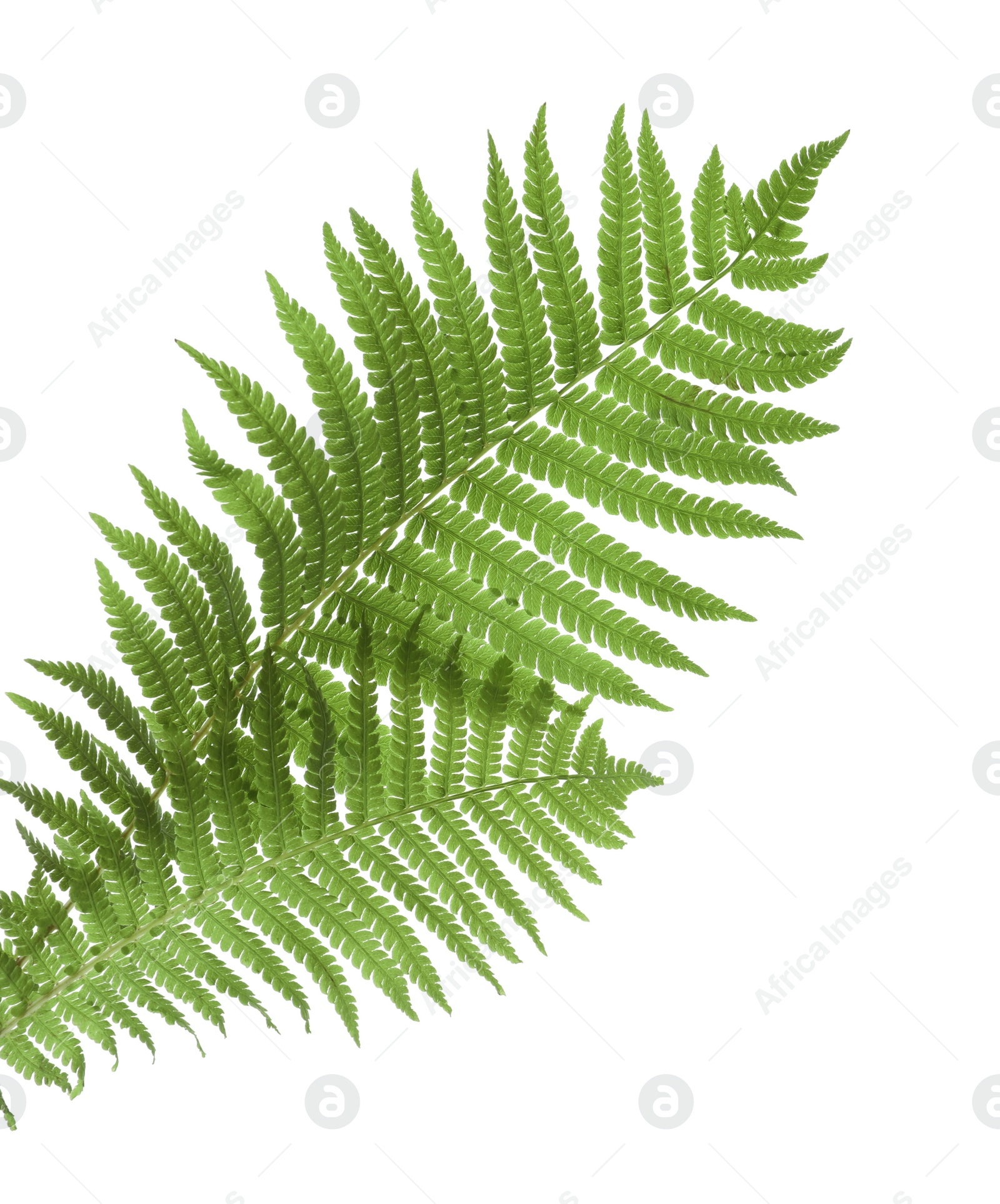 Photo of Beautiful tropical fern leaves on white background