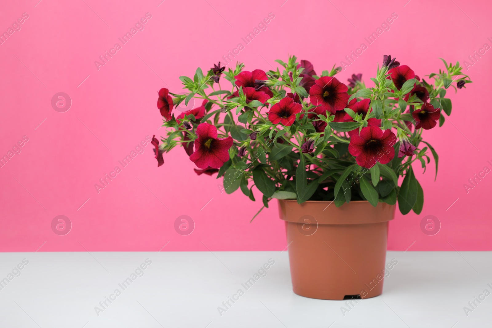 Photo of Beautiful potted petunia flower on white table against pink background. Space for text