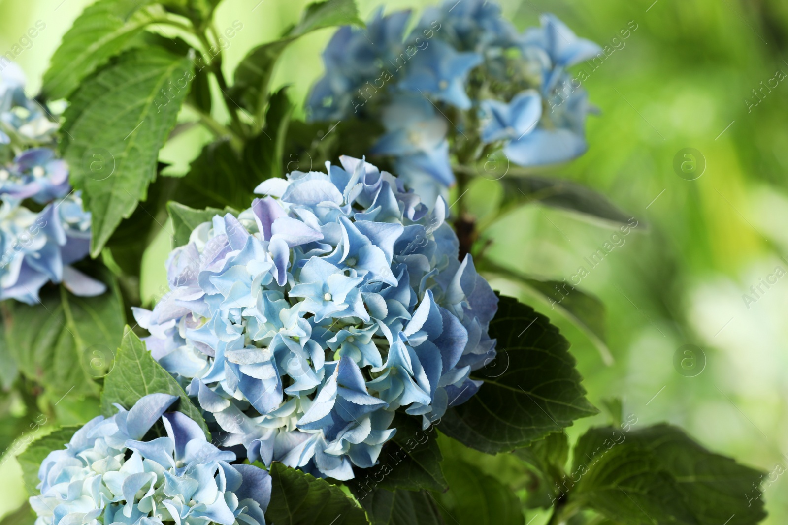 Photo of Hortensia plant with beautiful flowers outdoors, closeup. Space for text