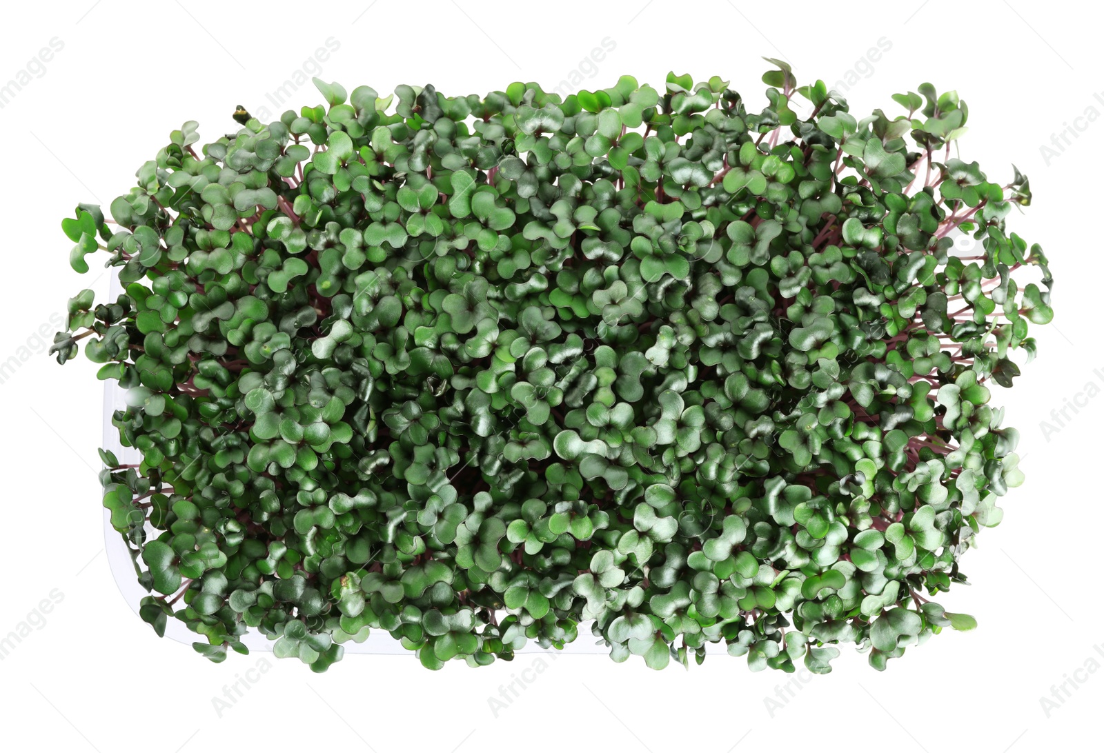 Photo of Fresh organic microgreen on white background, top view