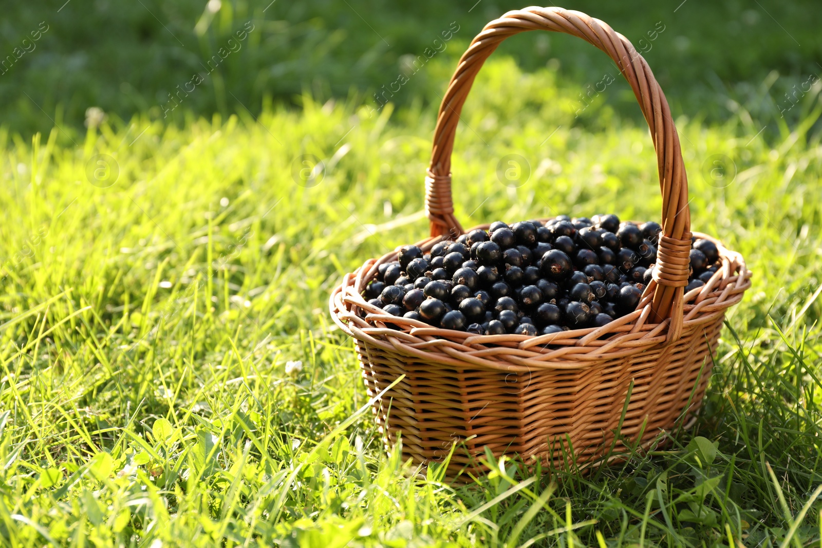 Photo of Ripe blackcurrants in wicker basket on green grass. Space for text