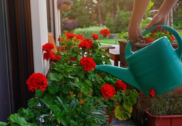 Photo of Woman watering blooming geranium flowers outdoors, closeup. Home gardening