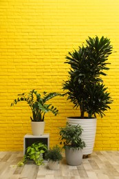 Photo of Many different houseplants near yellow brick wall in room