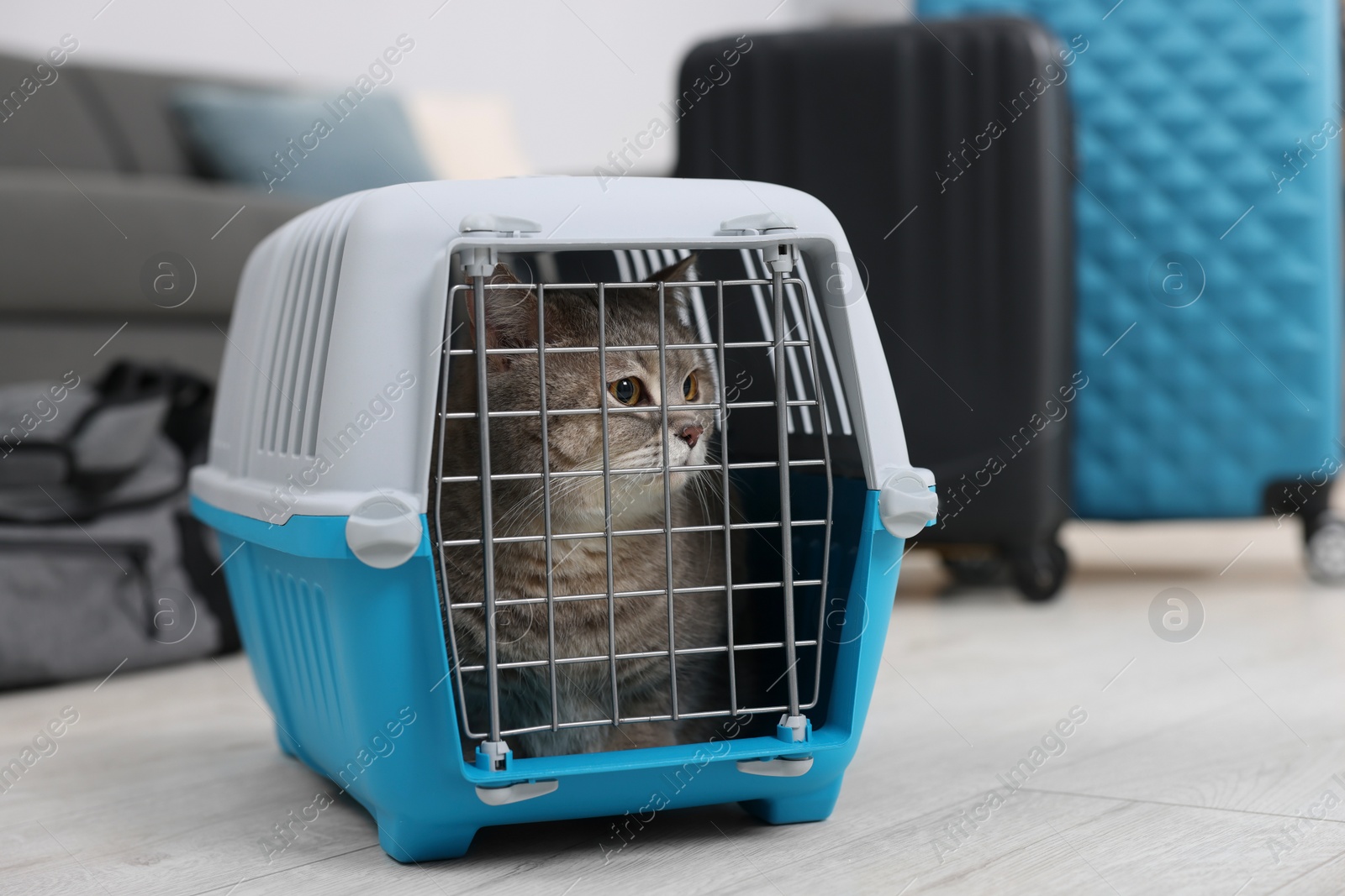 Photo of Travel with pet. Cute cat in carrier at home