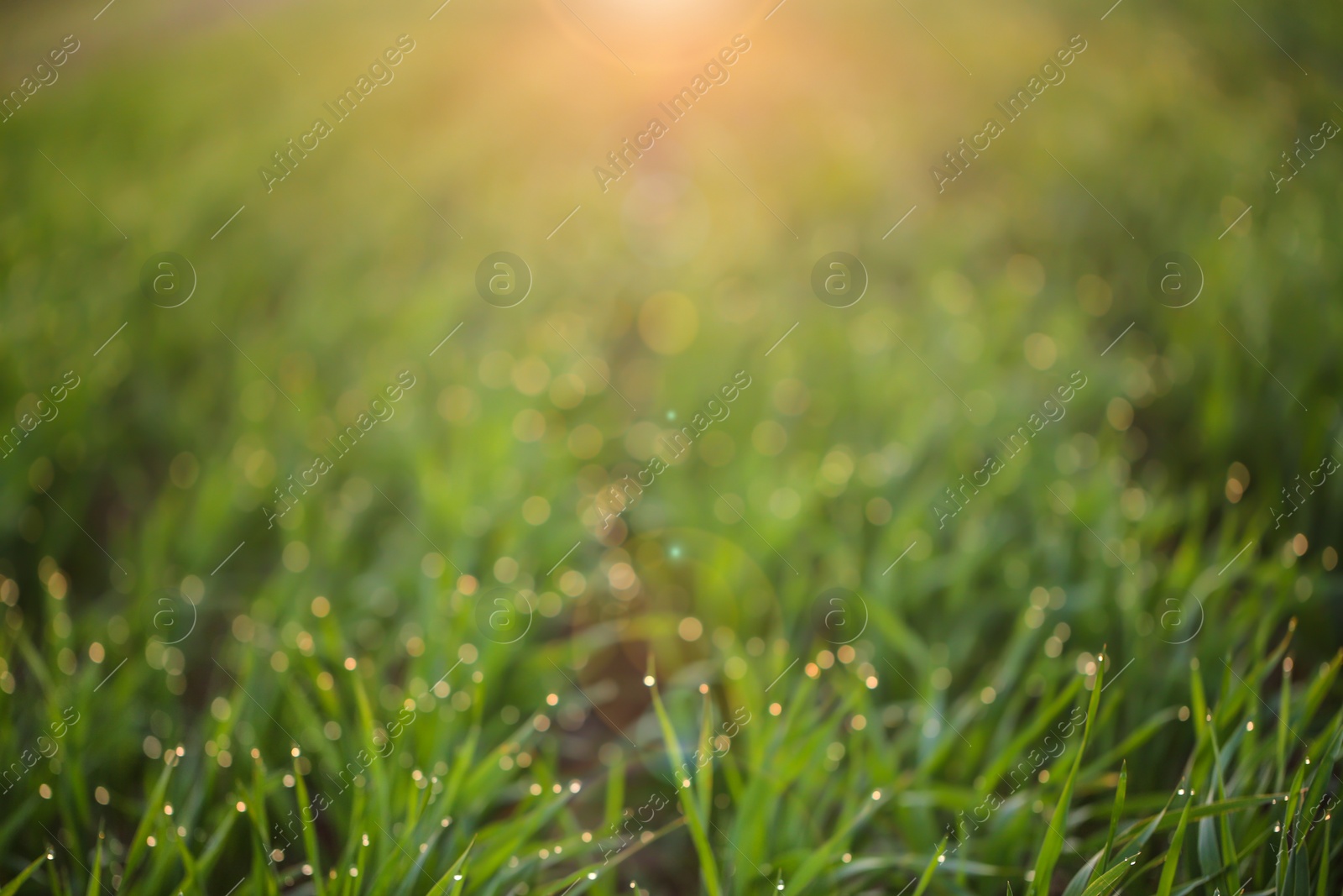 Photo of Young green grass with dew drops on spring morning, closeup