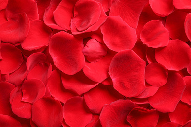 Photo of Fresh red rose petals as background, top view