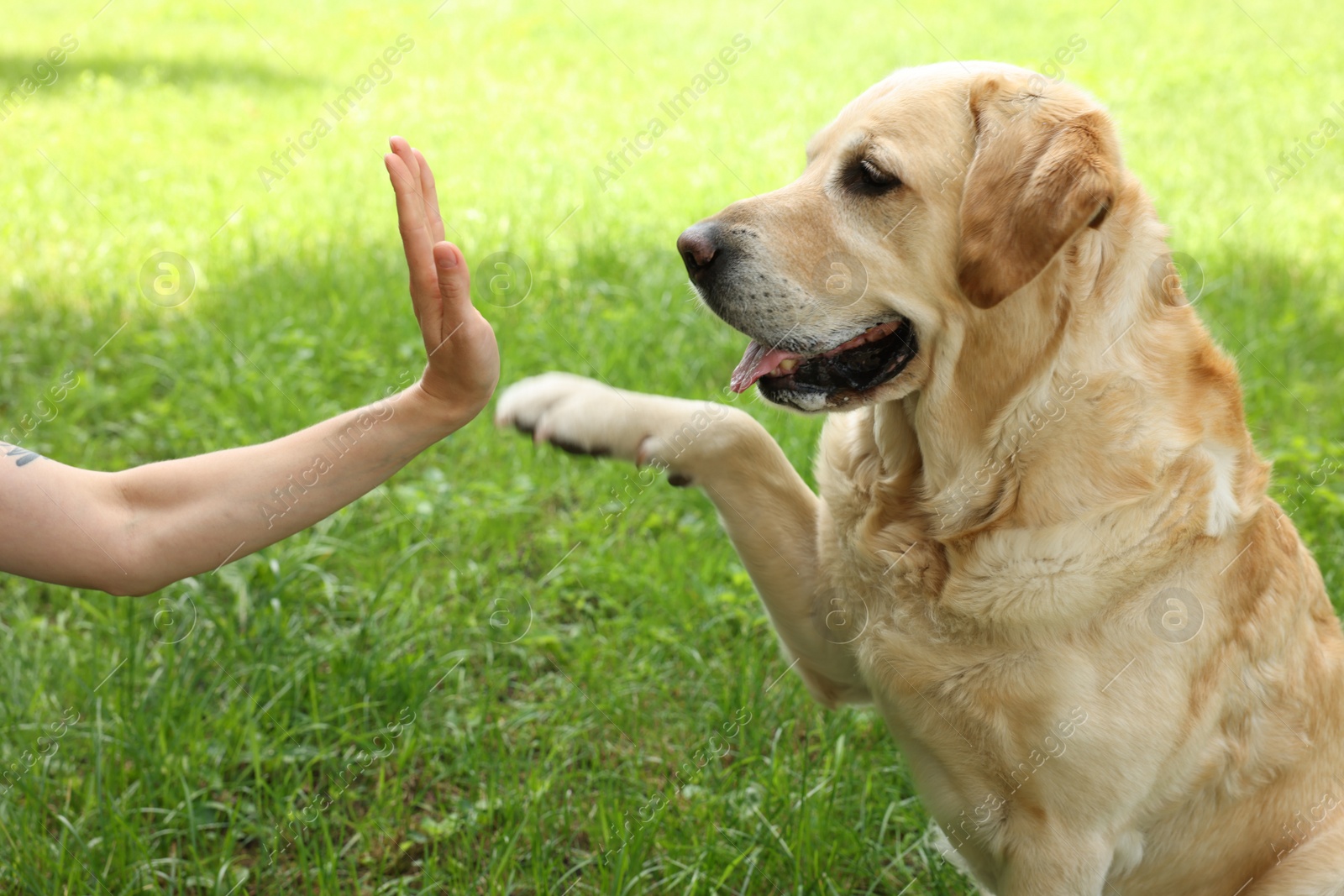 Photo of Cute Labrador Retriever dog giving high five to woman outdoors