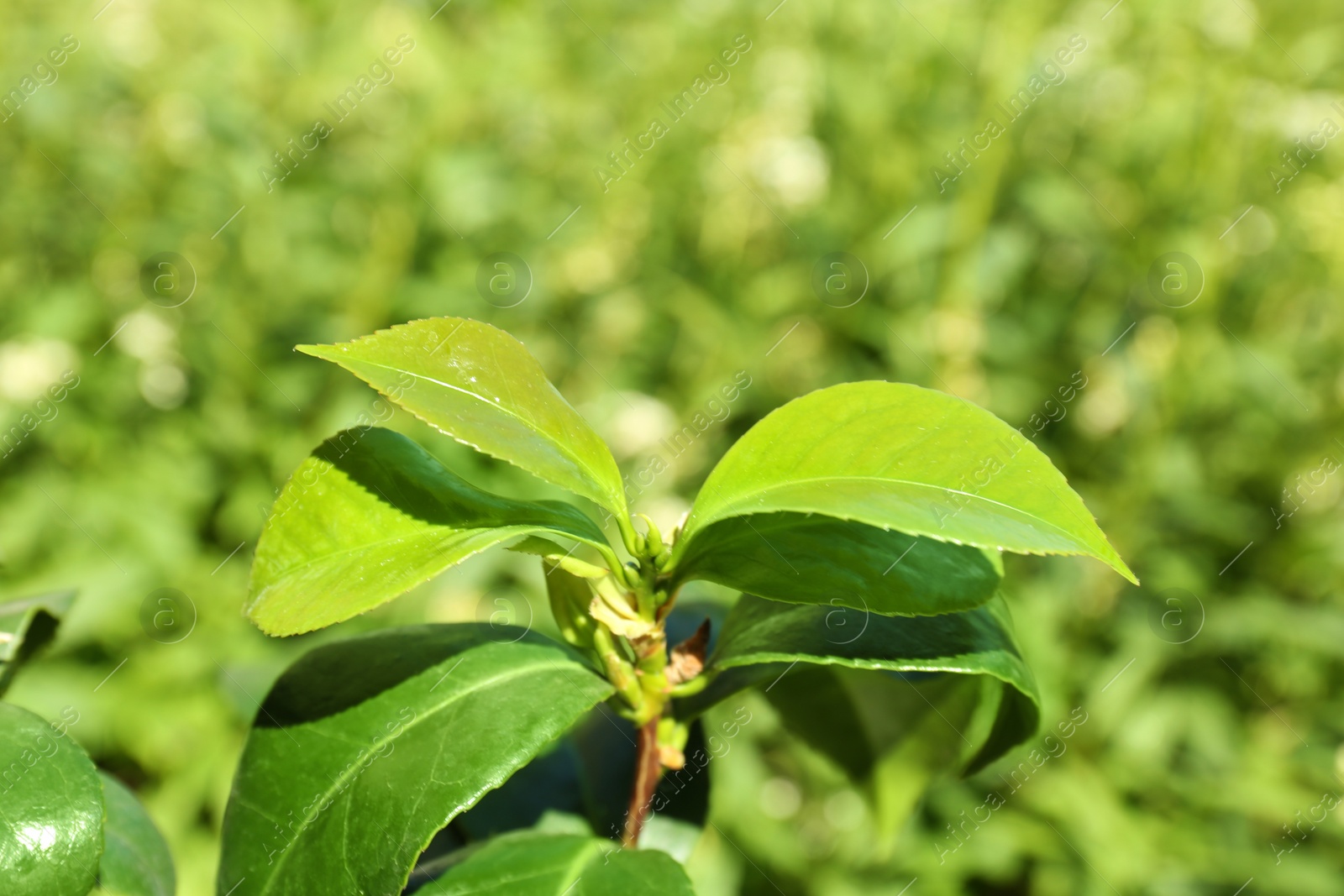 Photo of Tea shrub with green leaves outdoors on sunny day, closeup