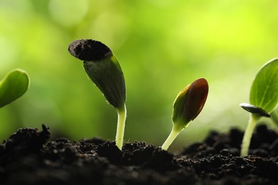 Photo of Young vegetable seedlings growing in soil outdoors, closeup