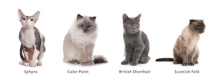 Image of Different cute cats on white background, collage. Banner design