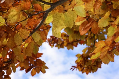 Photo of Branches with beautiful leaves against blue sky in autumn, closeup