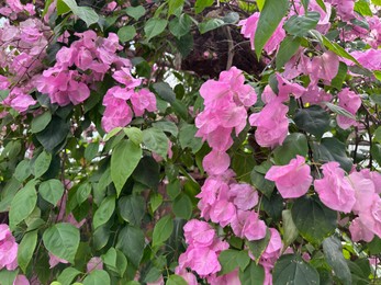 Photo of Beautiful Bougainvillea shrub with pink flowers growing in botanic garden