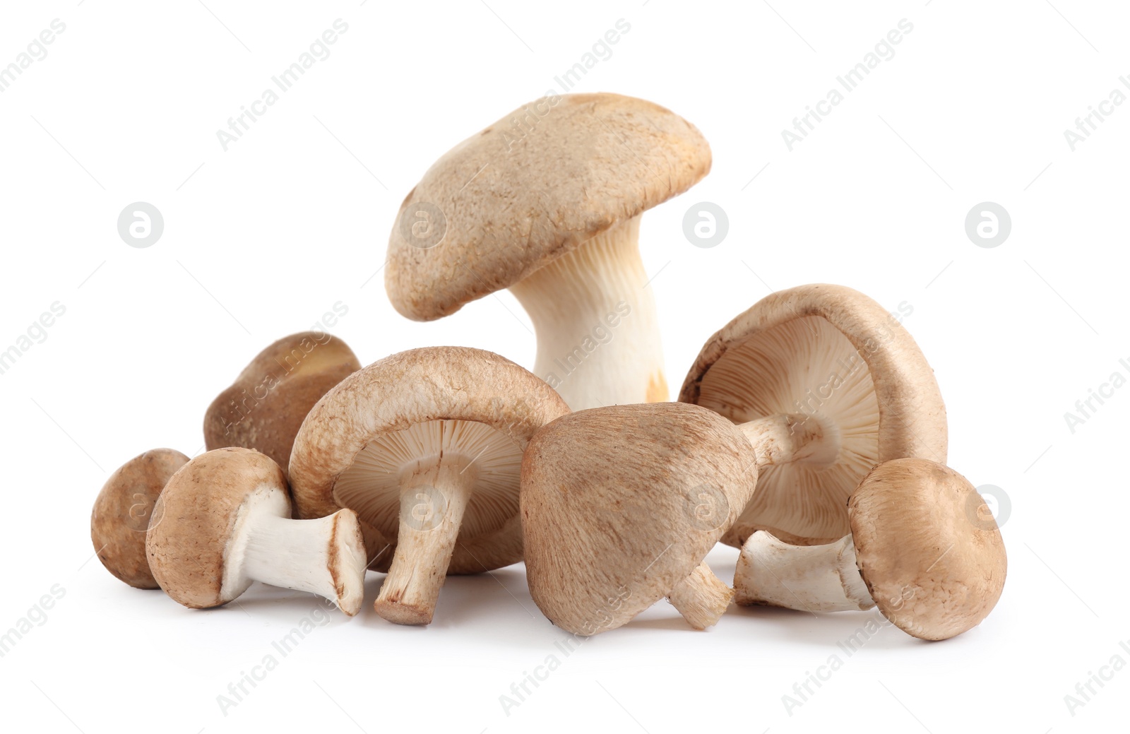 Photo of Fresh wild mushrooms on white background. Edible fungi