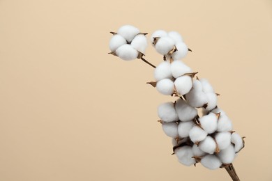 Photo of Beautiful cotton branch with fluffy flowers on beige background, space for text