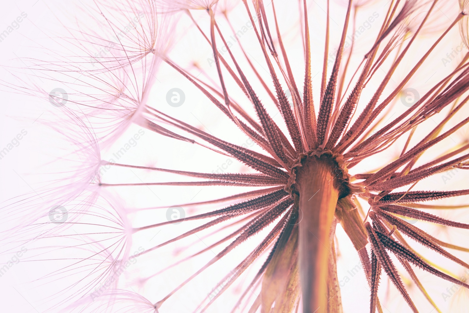 Photo of Dandelion seed head on light background, close up