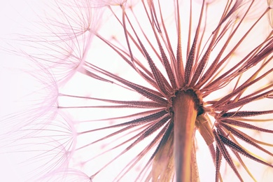 Dandelion seed head on light background, close up