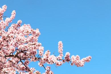Photo of Beautiful blossoming branches of cherry tree against blue sky, space for text. Springtime