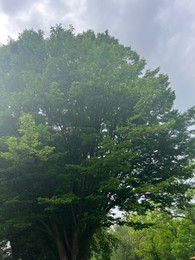 Beautiful tree with green leaves outdoors, low angle view