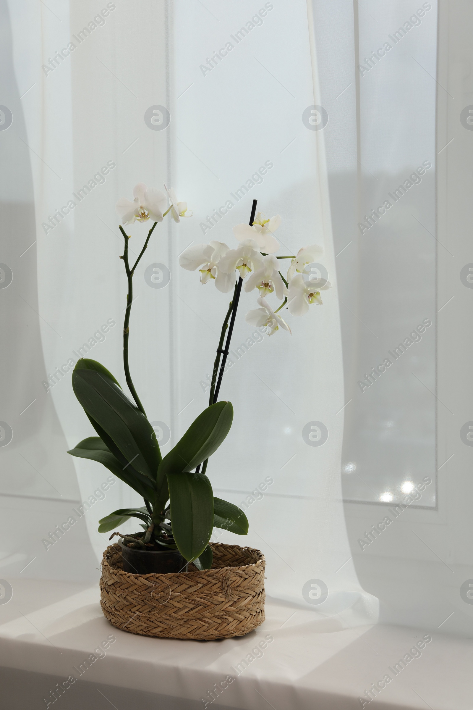 Photo of Blooming white orchid flower in pot on windowsill, space for text