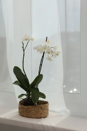 Photo of Blooming white orchid flower in pot on windowsill, space for text