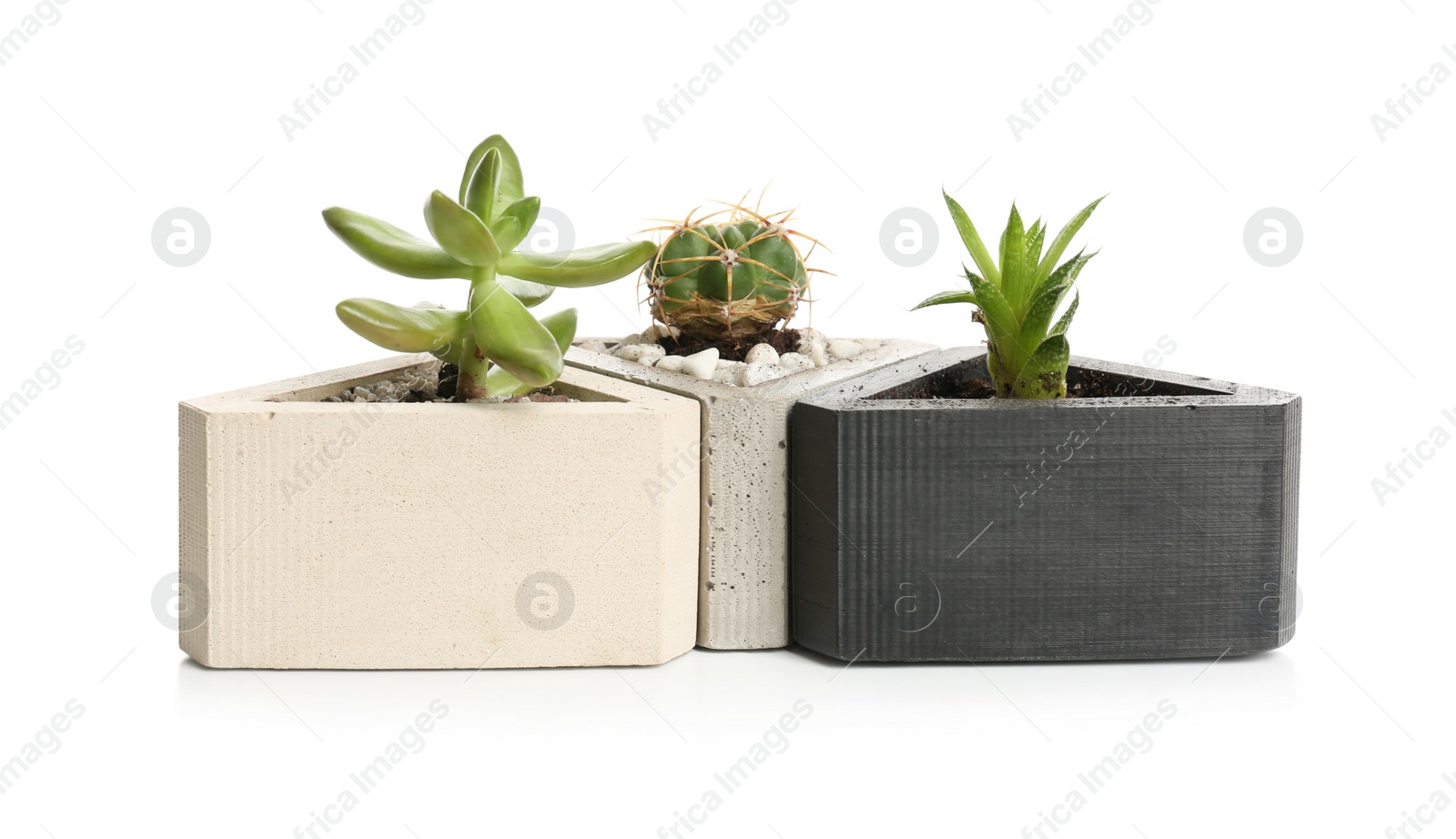 Photo of Different beautiful succulent plants isolated on white