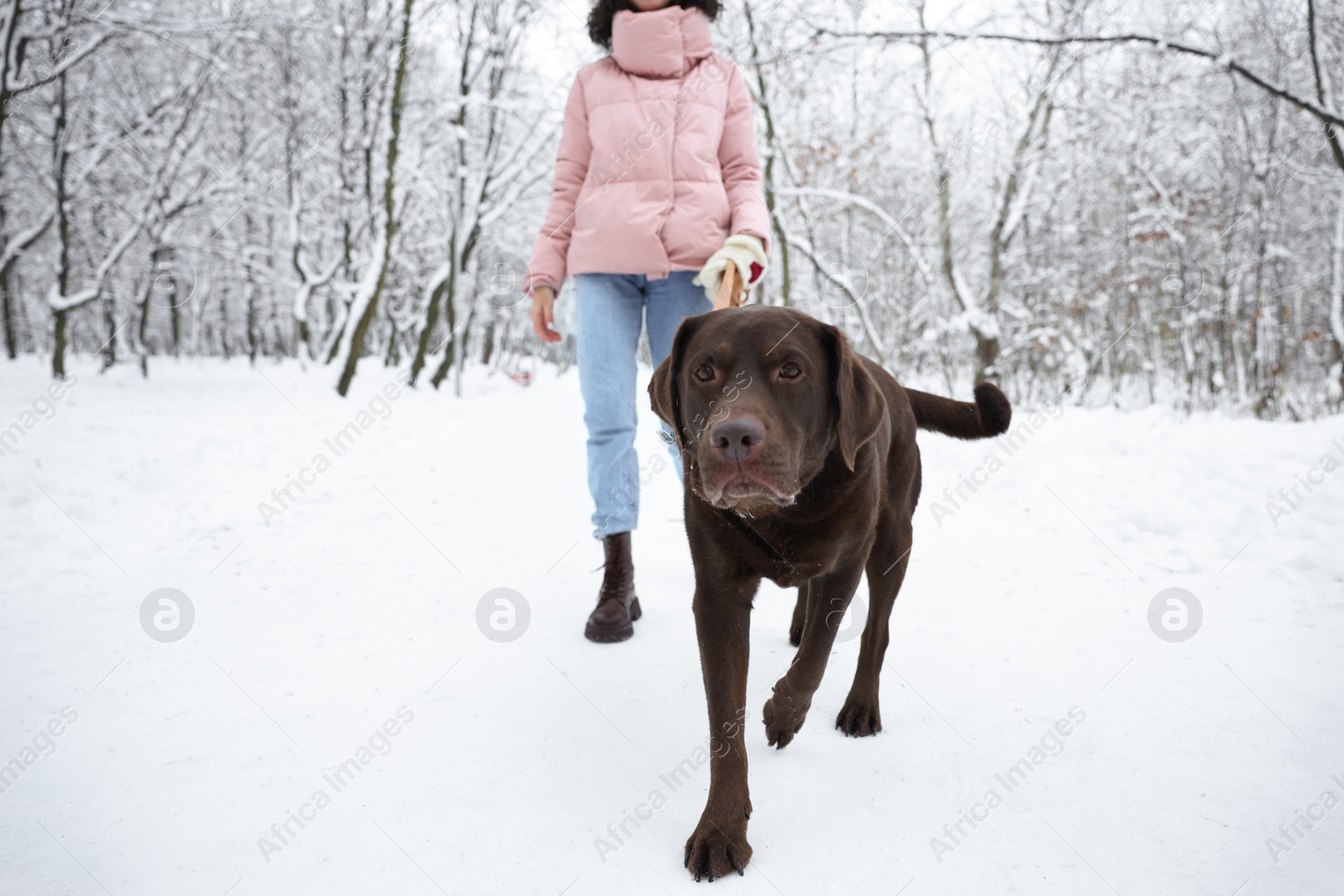 Photo of Woman walking with adorable Labrador Retriever dog in snowy park, closeup