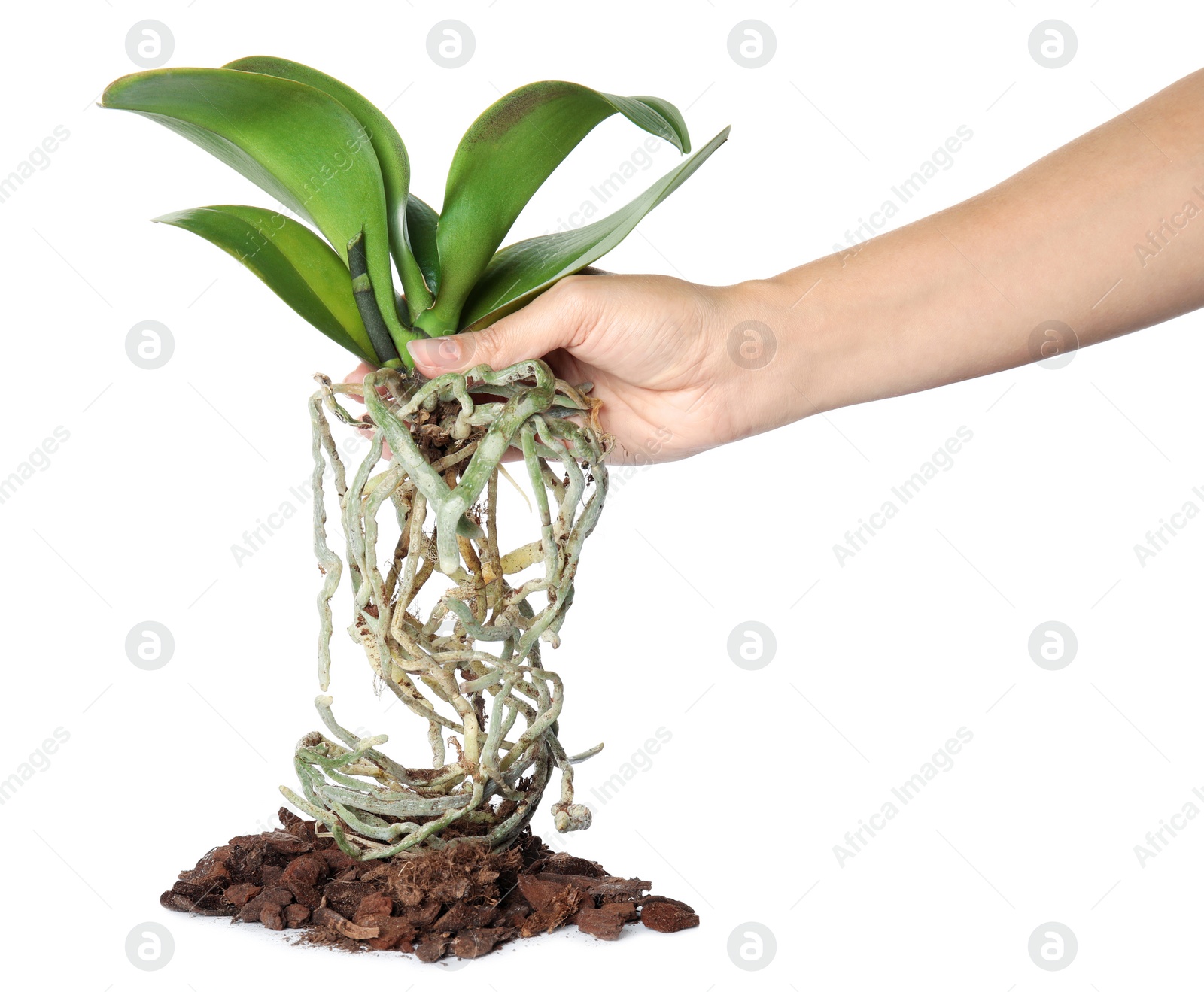 Photo of Woman holding orchid plant on white background