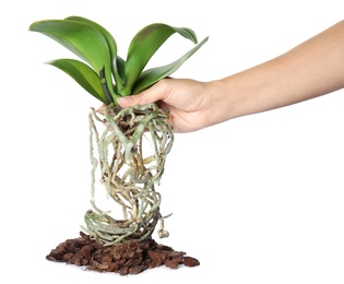 Photo of Woman holding orchid plant on white background