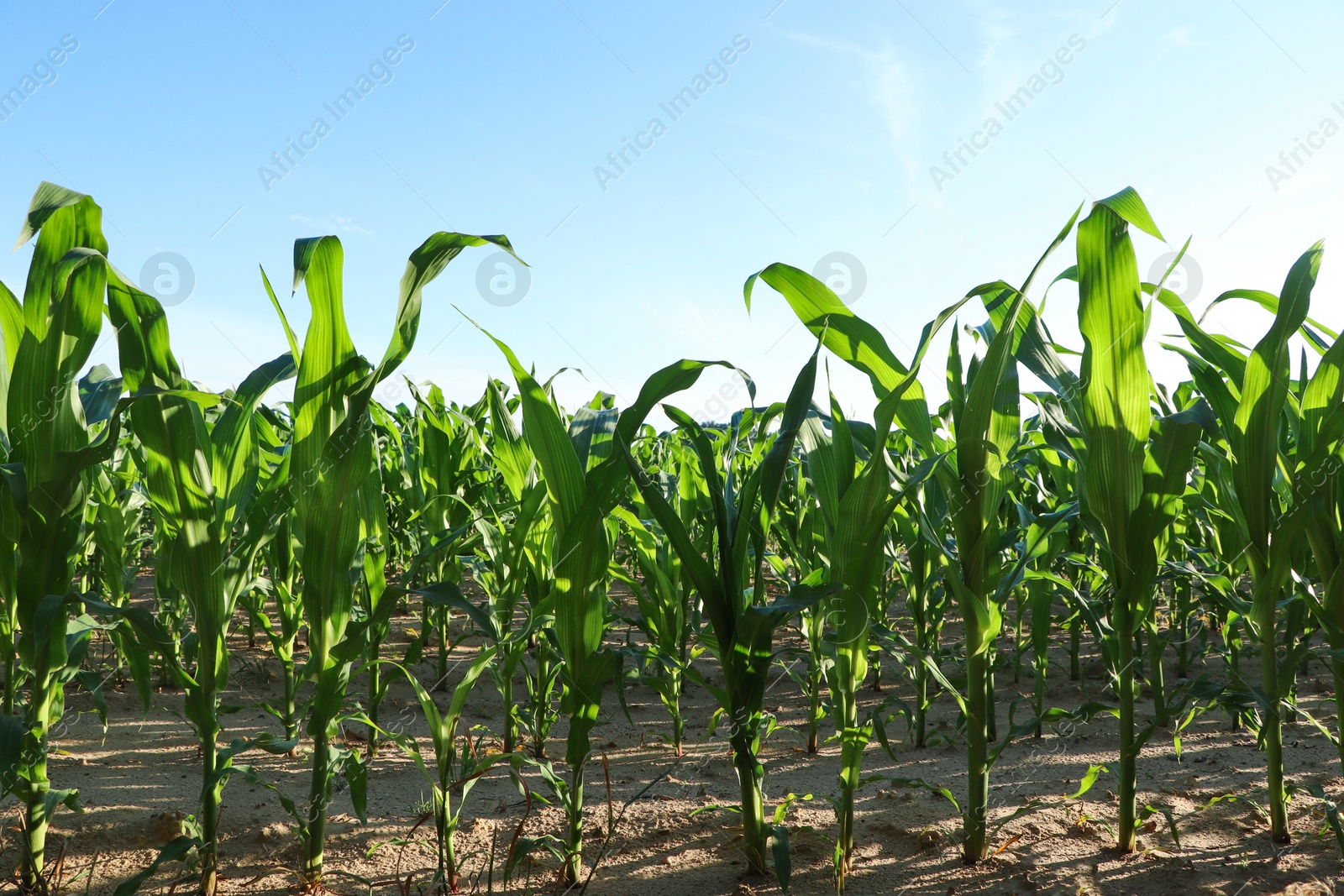 Photo of Beautiful agricultural field with green corn plants on sunny day