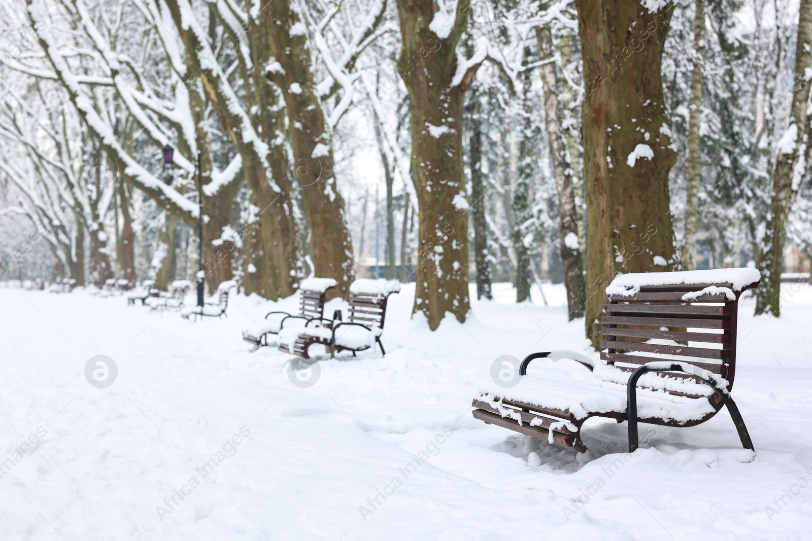 Photo of Benches covered with snow and trees in winter park, space for text