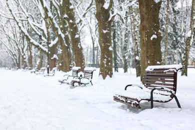 Benches covered with snow and trees in winter park, space for text