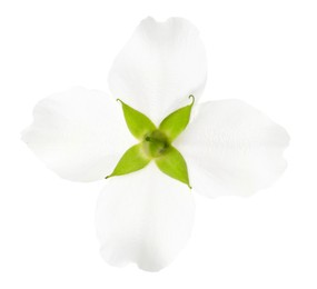 Beautiful delicate jasmine flower isolated on white