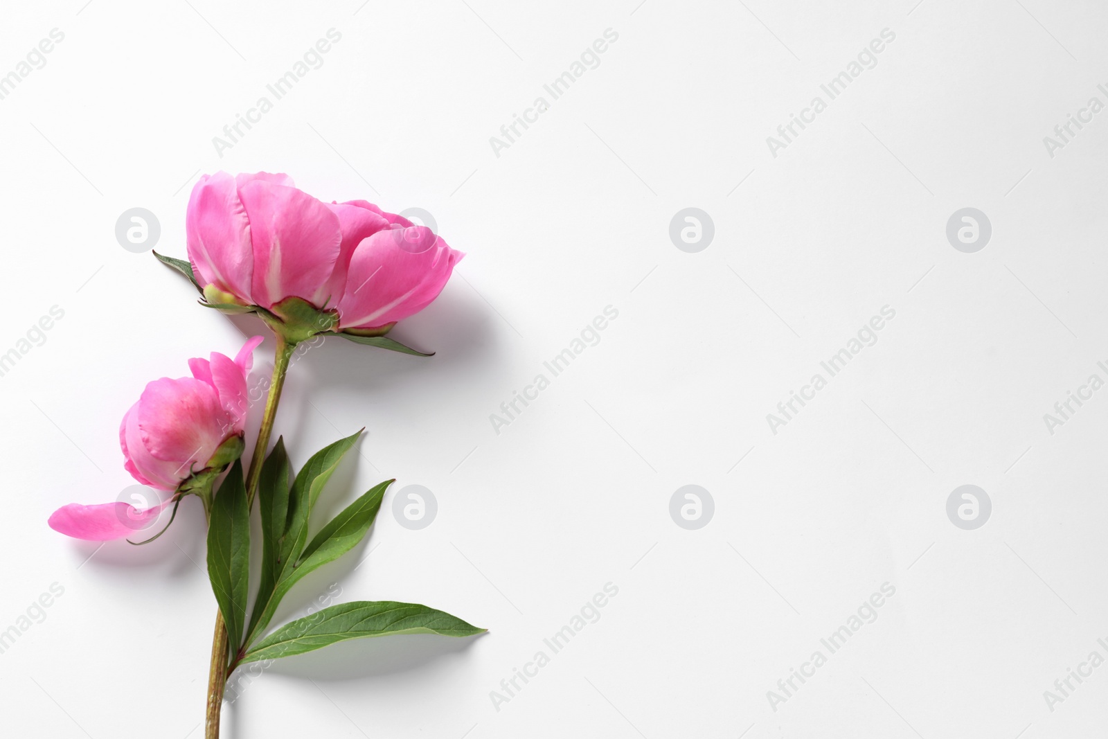 Photo of Fragrant peonies on white background, top view. Beautiful spring flowers