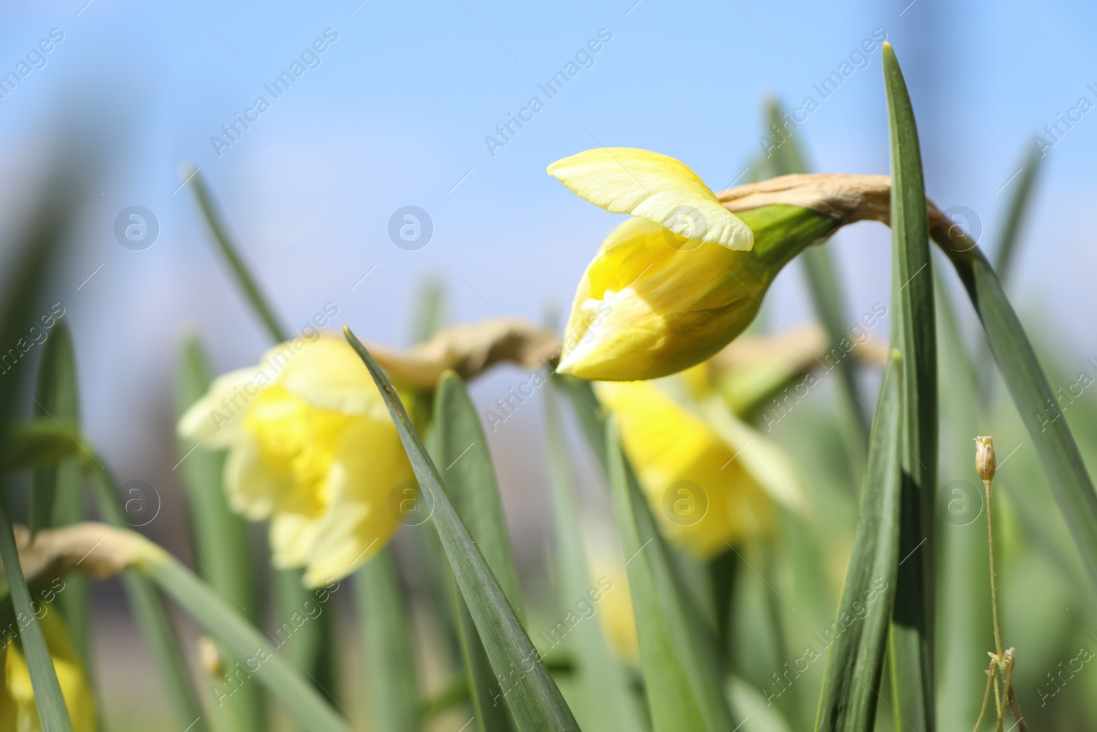 Photo of Beautiful daffodils growing in garden on sunny day, closeup