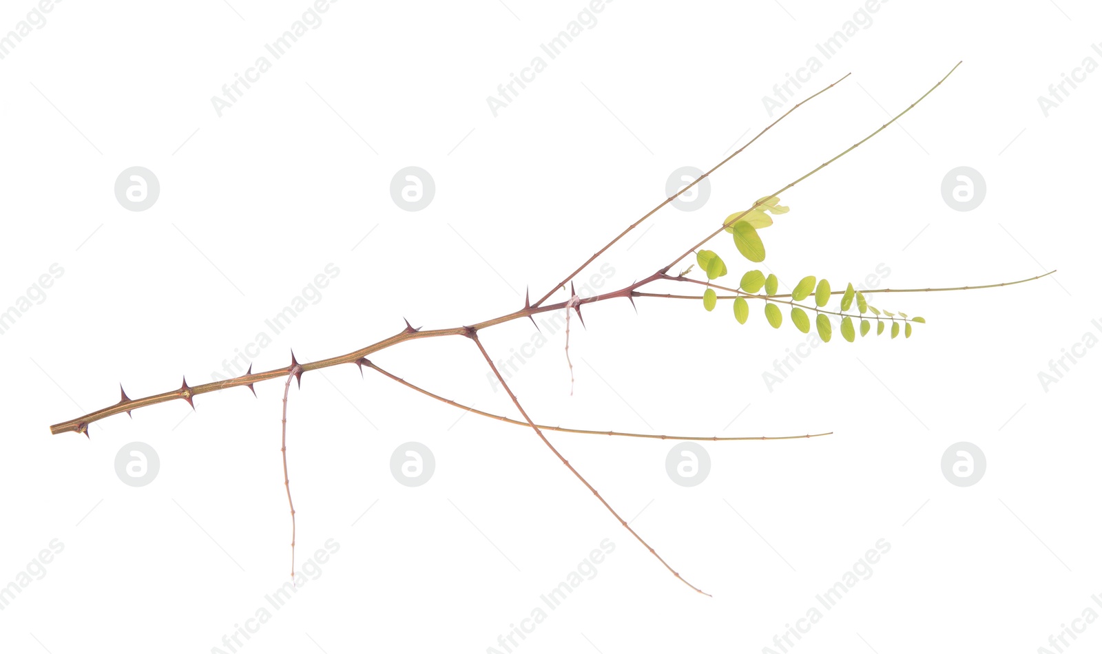 Photo of One tree branch with thorns and green leaves isolated on white