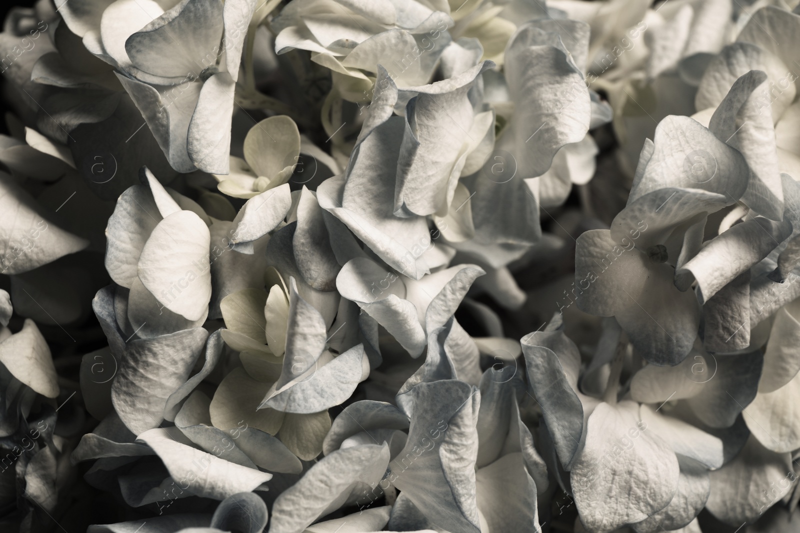 Photo of Beautiful fresh hydrangea flowers as background, closeup. Floral card design with dark vintage effect