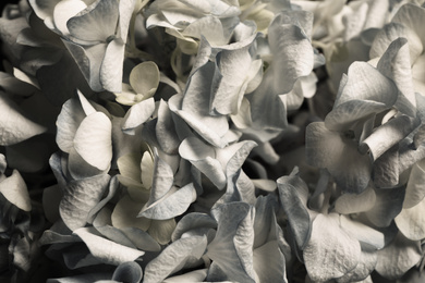 Photo of Beautiful fresh hydrangea flowers as background, closeup. Floral card design with dark vintage effect