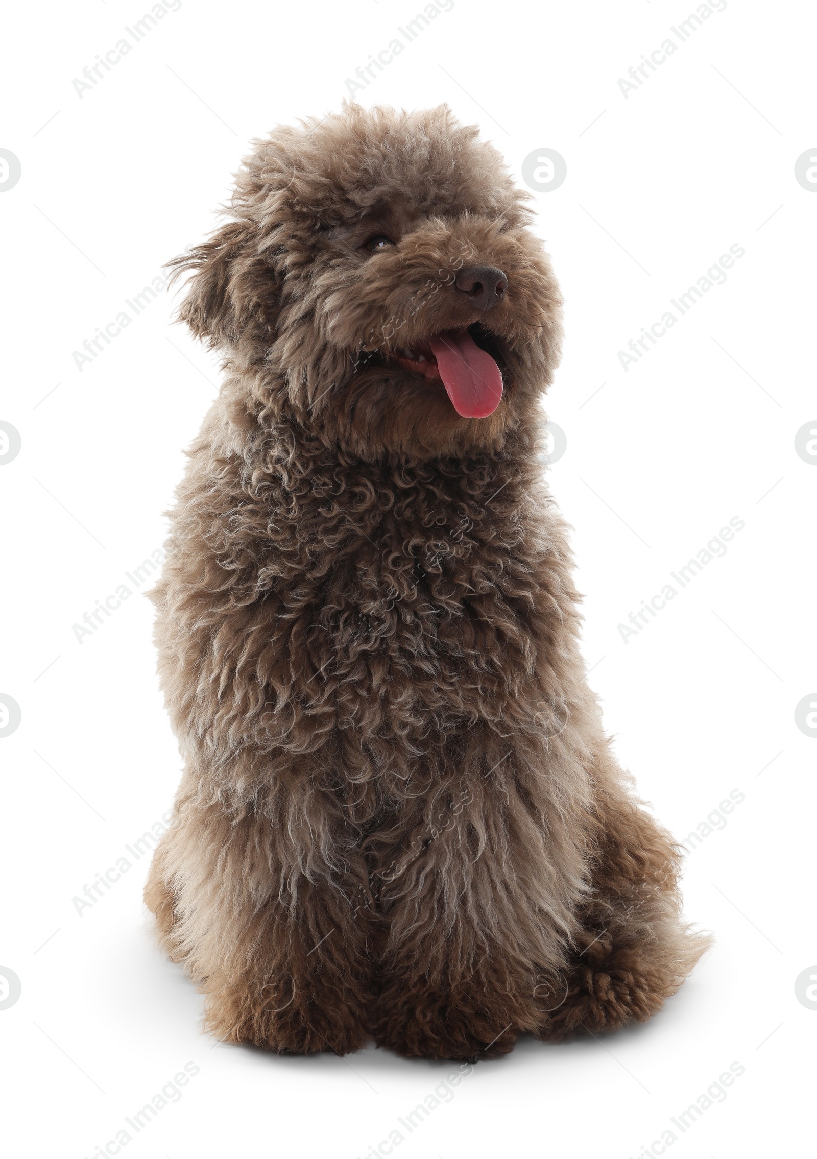 Photo of Cute Toy Poodle dog on white background