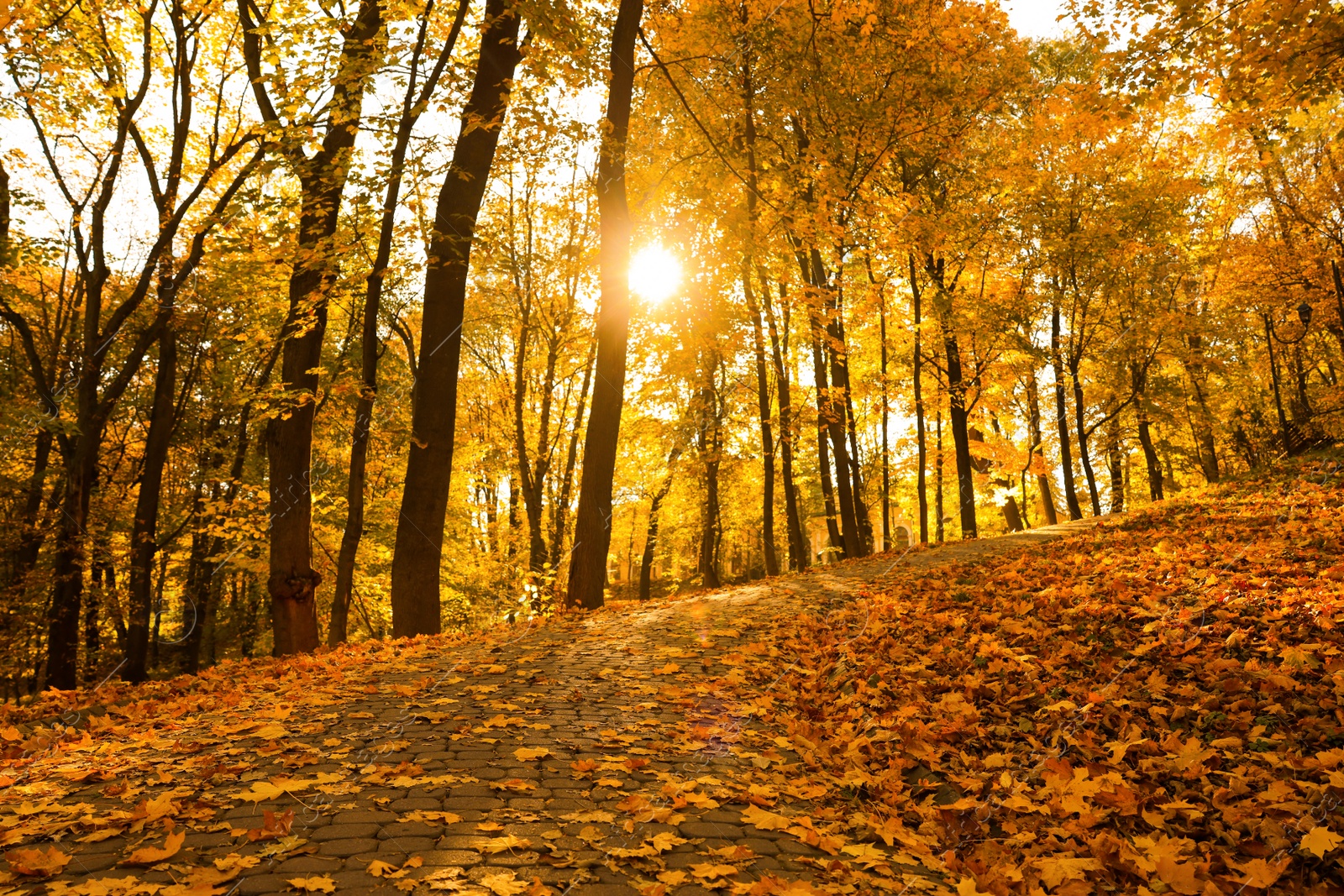 Photo of Beautiful yellowed trees and fallen leaves in park on sunny day