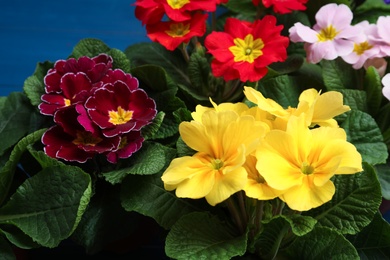 Beautiful primula (primrose) plants with colorful flowers, closeup. Spring blossom