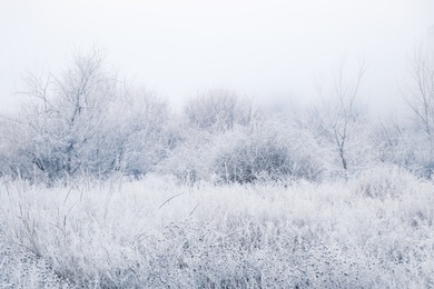 Photo of Plants covered with hoarfrost outdoors on winter morning