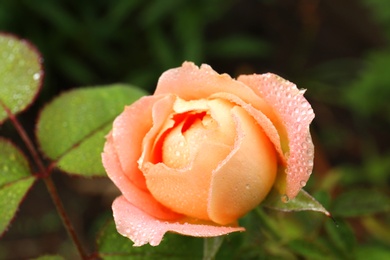 Photo of Beautiful blooming rose in green garden, closeup view