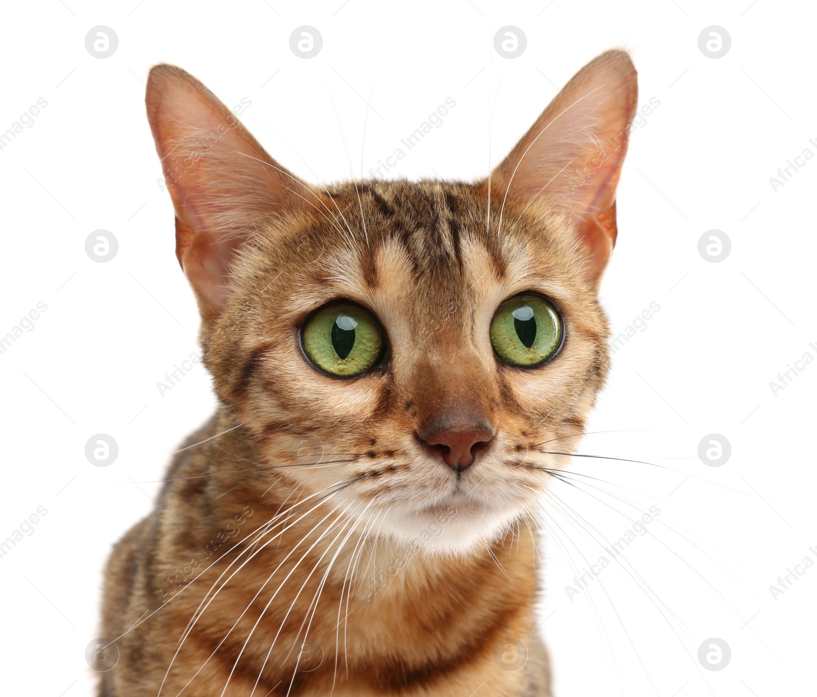 Photo of Cute Bengal cat on white background. Adorable pet